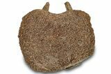 Hadrosaur (Edmontosaurus) Caudal Vertebra - Wyoming #301790-2